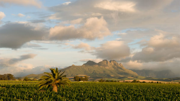 Villiera-vineyards-1