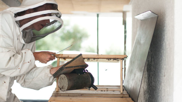 Beekeeper at work with Hive.