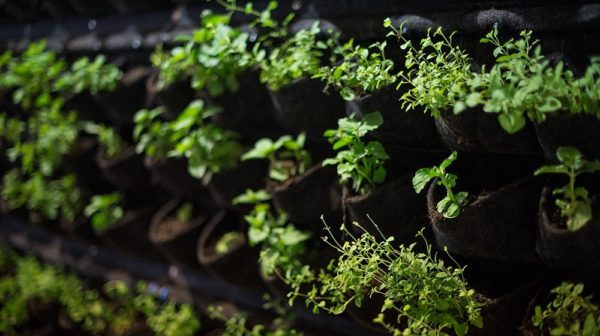 Wall mounted material plant holders containing various plants