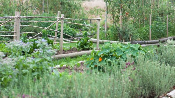 Vegetable Garden In Full Bloom