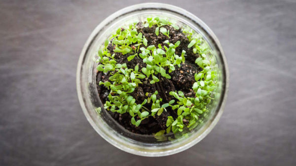 Top View Of Plant In Bowl With Compost